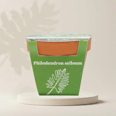 philodendron selloum pestovatelsky set zo semien semienka izbovych rastlin