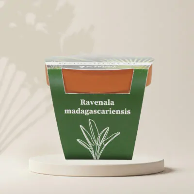 ravenala madagascariensis pestovatelsky set zo semien semienka izbovych rastlin