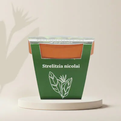 strelitzia nicolai pestovatelsky set zo semien semena izbovych rastlin