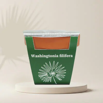 palma washingtonia filifera pestovatelsky set zo semien semienka izbovych rastlin