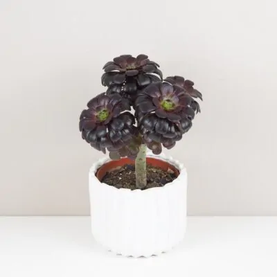 aeonium arboreum nigrum cierny sukulent fialovy