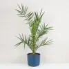 Ďatlovník kanársky / Phoenix canariensis Ďatlovník kanársky Phoenix canariensis palma exterierova rastlina
