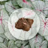 Hľuza Caladium ‘Fantasy’ hluza caladium fantasy ako vypestovat kaladium z hluzy
