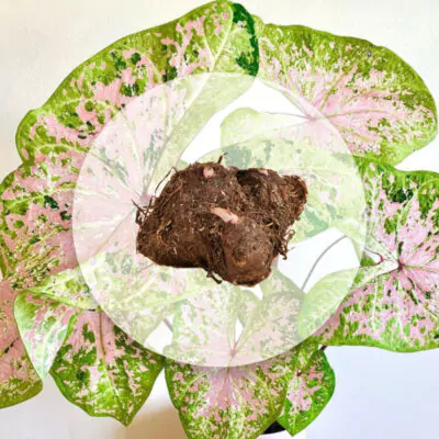 hluza caladium seafoam pink ako vypestovat kaladium z hluzy
