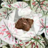 Hľuza Caladium ‘Strawberry Star’ hluza caladium strawberry starako vypestovat kaladium z hluzy