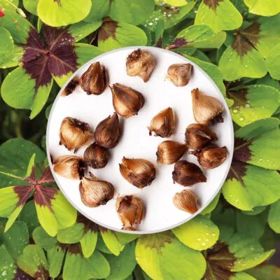 oxalis deppei hluzy pestovanie z hluz izbove rastliny