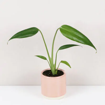 monstera burle marx flame