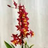 Orchidea Wilsonara ‘Rising Sun’ orchidea wilsonara