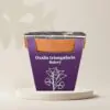 pestovatelsky set oxalis triangularis fialovy hluzy izbovych rastlin