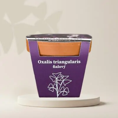 pestovatelsky set oxalis triangularis fialovy hluzy izbovych rastlin