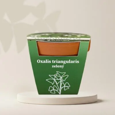 pestovatelsky set oxalis triangularis zeleny hluzy izbovych rastlin
