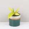 Philodendron ‘Gergaji Golden Saw’ Philodendron Gergaji Golden Saw zlty filodendron