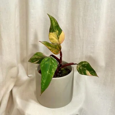 philodendron strawberry shake