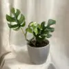 Rhaphidophora tetrasperma soft variegata (Monstera Minima)