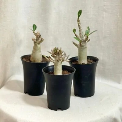 adenium ansu baobab pustna ruza sukulent