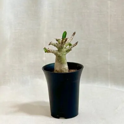adenium ansu baobab pustna ruza sukulent