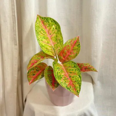 aglaonema grand poppy farebna izbova rastlina nenarocna