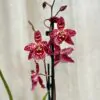 Orchidea Odontoglossum ‘Sweet Summer Morn’ orchidea