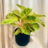 Aglaonema ‘Rose Parakeet’ maxi aglaonema Rose Parakeet farebna izbova rastlina