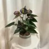 anthuium andreanum black love cierne anthurium