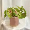 Caladium ‘Miss Muffet’ caladium miss muffet kaladiuzm zelene