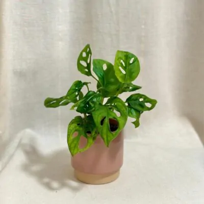 monstera adansonii, swiss cheese plant, monstera monkey mask, monstera, izbova rastlina, izbovy kvet, nenarocna rastlina, rastlina vhodna do tiena, tahava rastlina, plaziva rastlina, izbovka, množenie odrezkami, rastlina do macrame