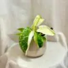 philodendron Jose Buono variegata panasovana izbova rastlina