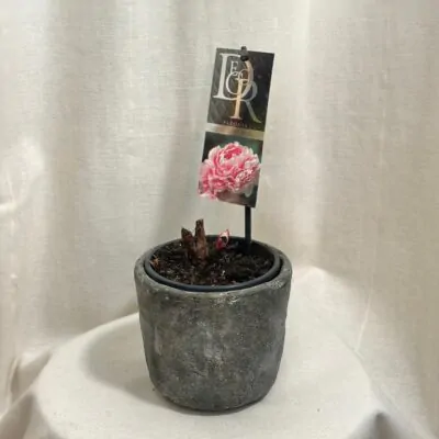 pivonka sarah bernhardt peonia sarah bernhardt ruzova trvalka do zahrady
