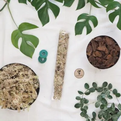 raselinnikova tyc priehladna pre izbove rastliny opora na rastliny oporna tyc