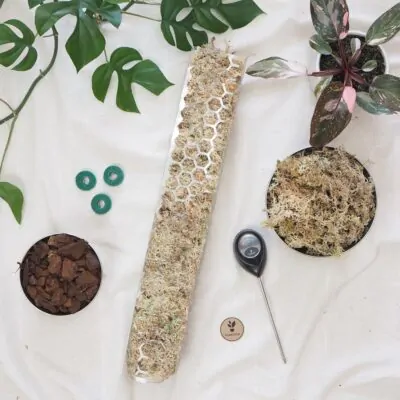 raselinnikova tyc priehladna pre izbove rastliny opora na rastliny oporna tyc