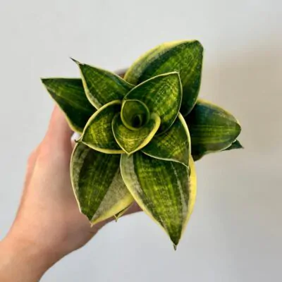 sansevieria hahnii Super star svokrine jazyky