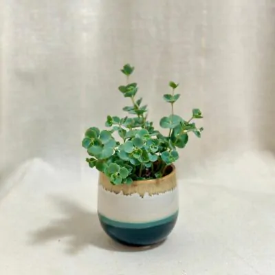 sedum sieboldii tahavy nenarocny sukulent plantizia
