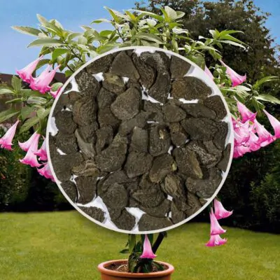 Semienka brugmansia suaveolens pink anjelska truba zu semien semena kvitnucich rastlin