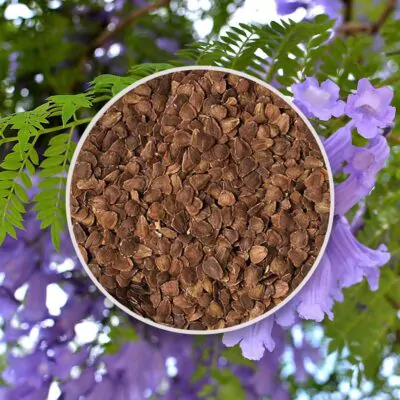 Semienka Jacaranda mimosifolia žakaranda mimózolistá zo semien semena stromov plantizia