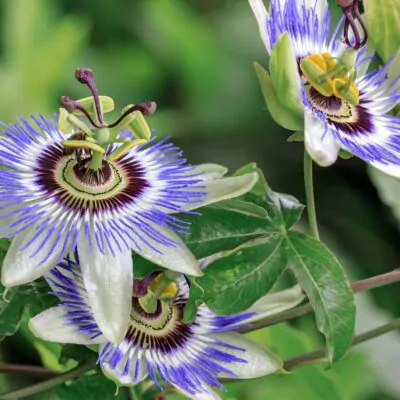 Semienka mucenka kristova koruna Passiflora caerulea fialove kvety zo semien semena rastlin plantizia