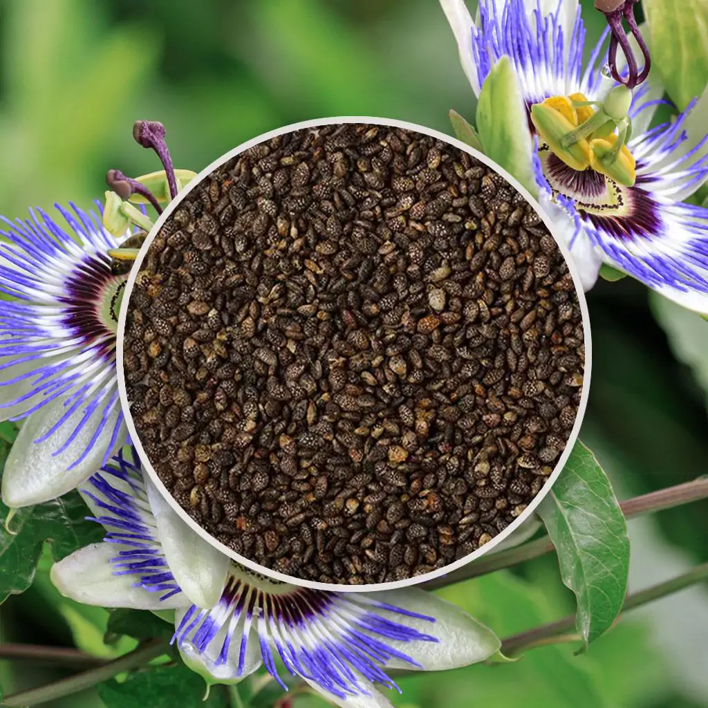 Ako vypestovať mučenku zo semienok: Kristova koruna s exotickými kvetmi Semienka mucenka kristova koruna Passiflora caerulea fialove kvety zo semien semena rastlin plantizia