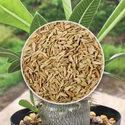 semienka Pachypodium densiflorum sukulent zo semien semena izbovych rastlin plantizia