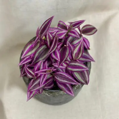 tradescantia pink paradise fialova farebna izbova rastlina tahava