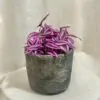 Tradescantia ‘Pink Paradise’ veľká tradescantia pink paradise fialova farebna izbova rastlina tahava