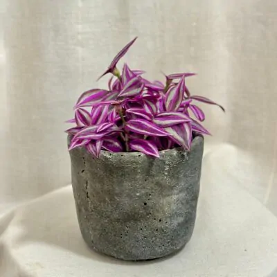 tradescantia pink paradise fialova farebna izbova rastlina tahava