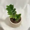 Zamioculcas zamiifolia ‘Chameleon’ Zamioculcas zamiifolia Chameleon žltý raritna izbova rastlina