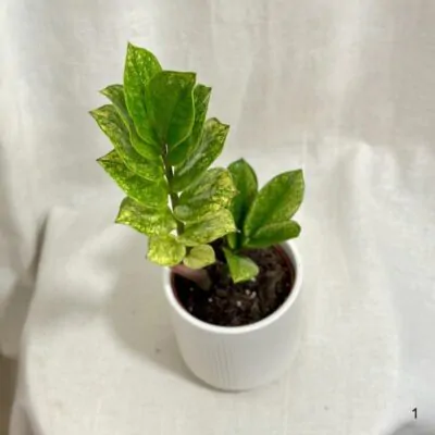Zamioculcas zamiifolia Chameleon žltý raritna izbova rastlina
