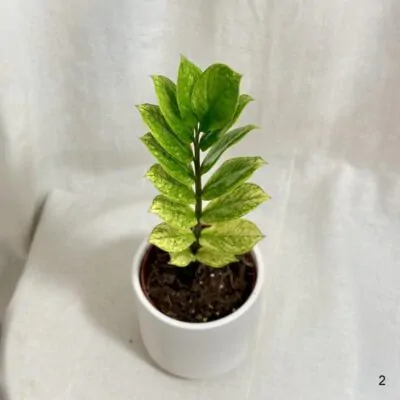 Zamioculcas zamiifolia Chameleon žltý raritna izbova rastlina