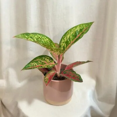 aglaonema lychee red farebna izbova rastlina