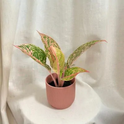 aglaonema Prestige ruzova izbova rastlina