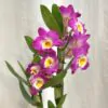 Orchidea Dendrobium nobile ‘Dark Pink’ dendrobium nobile dark pink