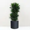Dracaena fragrans ‘Compacta’ 100 cm Dracaena fragrans Compacta velka izbova rastlina do kancelarie