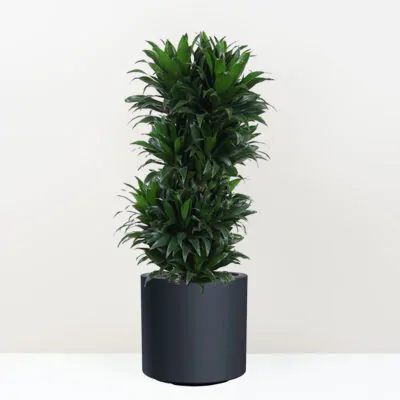 Dracaena fragrans Compacta velka izbova rastlina do kancelarie