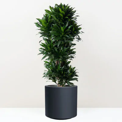 Dracaena fragrans Compacta velka izbova rastlina do kancelarie