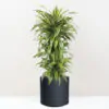 Dracaena fragrans ‘Lemon Lime’ 140 cm Dracaena fragrans lemon lime velka izbova rastlina do kancelarie